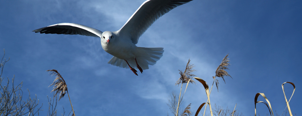 Yoga Workshop Ostern Ravensburg